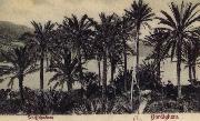 Pierre Renoir View of Bordighera:the Palms Postcard painting